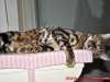 dsc1079-25201416coco_large