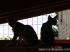 rumblepaws-cats-61-of-146