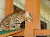 rumblepaws-cats-85-of-146