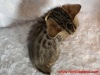 Gold ribbon female