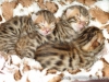 rumblepaws-cats-2-of-10