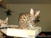 rumblepaws-cats-5-of-10