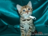 rumblepaws-cats-8-of-10