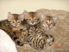rumblepaws-cats-9-of-10