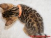 Peach ribbon female