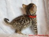Red ribbon female