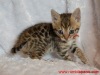 Red ribbon female