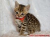Red ribbon female