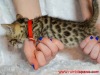 Red ribbon female