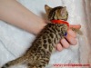 Red ribbon female
