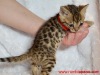Red ribbon female