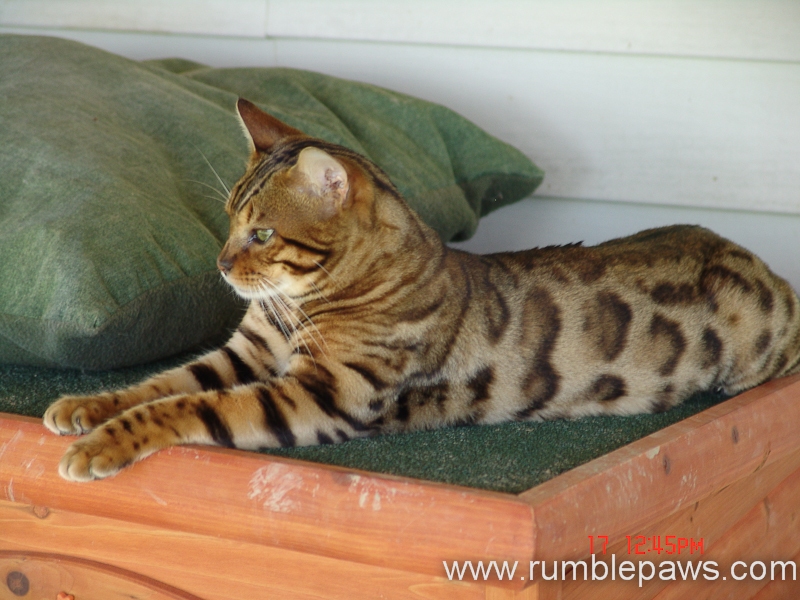 rumblepaws-cats-60-of-146