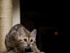 rumblepaws-cats-1-of-41