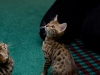 rumblepaws-cats-10-of-41