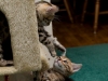 rumblepaws-cats-13-of-41