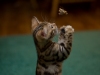 rumblepaws-cats-21-of-41
