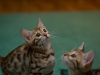 rumblepaws-cats-23-of-41