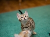 rumblepaws-cats-24-of-41