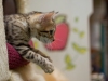 rumblepaws-cats-25-of-41