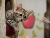rumblepaws-cats-26-of-41