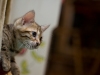 rumblepaws-cats-27-of-41