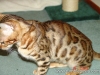 rumblepaws-cats-106-of-146