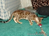 rumblepaws-cats-107-of-146