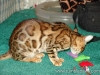 rumblepaws-cats-108-of-146