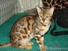 rumblepaws-cats-109-of-146