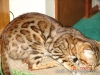 rumblepaws-cats-110-of-146
