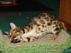 rumblepaws-cats-111-of-146