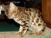 rumblepaws-cats-112-of-146