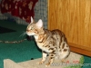 rumblepaws-cats-113-of-146