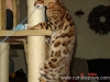 rumblepaws-cats-114-of-146