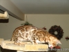 rumblepaws-cats-115-of-146