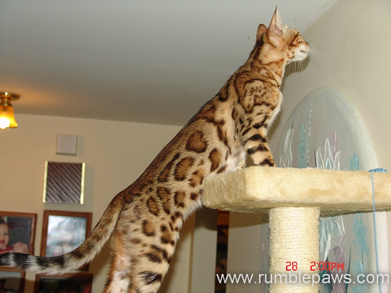 rumblepaws-cats-116-of-146
