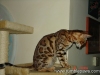 rumblepaws-cats-117-of-146
