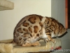 rumblepaws-cats-118-of-146