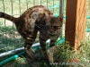 rumblepaws-cats-63-of-146