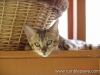 rumblepaws-cats-70-of-146