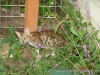 rumblepaws-cats-73-of-146