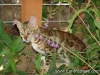 rumblepaws-cats-74-of-146