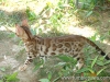 rumblepaws-cats-77-of-146