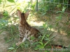 rumblepaws-cats-78-of-146