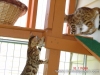 rumblepaws-cats-88-of-146