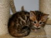 rumblepaws-cats-1-of-146