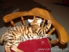 rumblepaws-cats-12-of-146