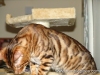 rumblepaws-cats-14-of-146