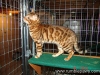 rumblepaws-cats-142-of-146