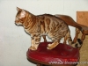 rumblepaws-cats-143-of-146